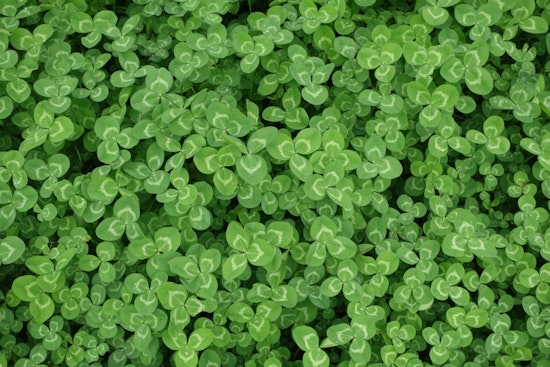 Green scene: 3 ways to enjoy your week in Pittsburgh