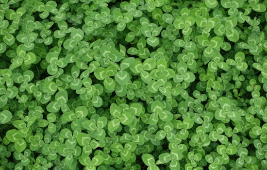Green scene: 3 ways to enjoy your week in Pittsburgh