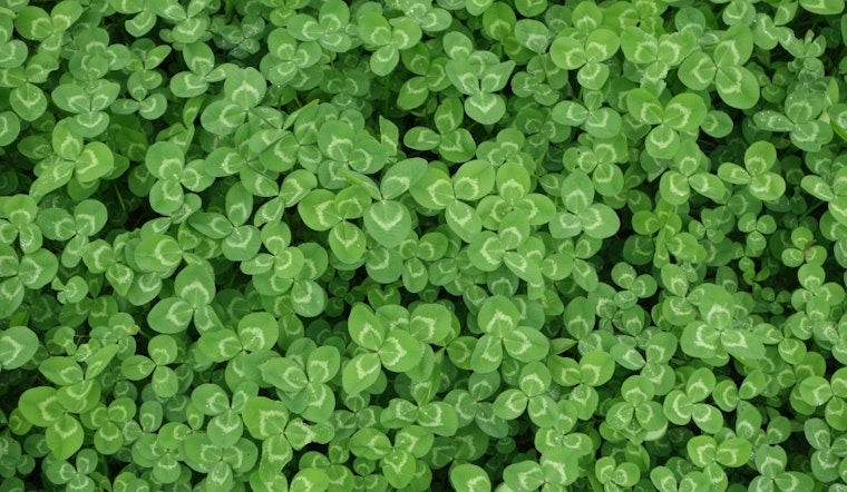 Green scene: 3 ways to enjoy your week in Pittsburgh