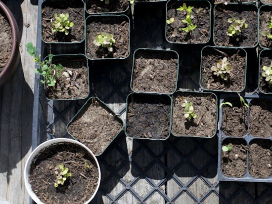 Community Garden At Richmond Group Homes Raising Expansion Funds