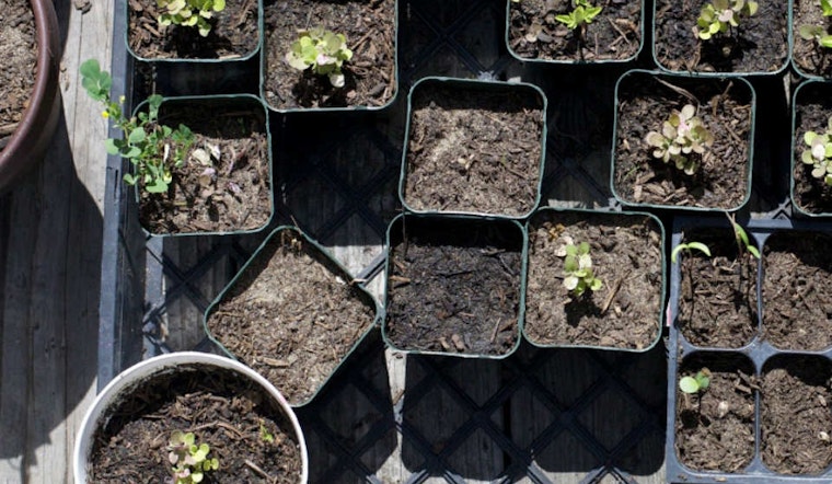 Community Garden At Richmond Group Homes Raising Expansion Funds