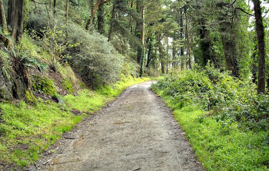 Supervisors To Vote On Contentious Natural Areas Plan As Forest Alliance Rallies For Further Review