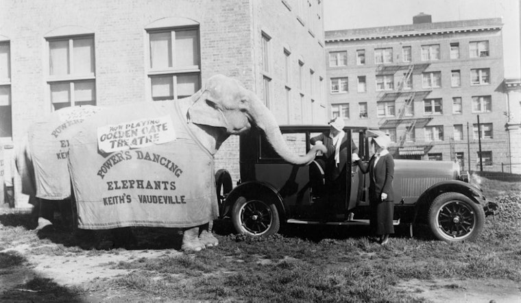 Remembering The Elephants Of San Francisco