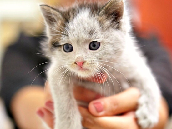 As 'Kitten Season' Dawns, SF Renews Efforts To Quell Feral Cats