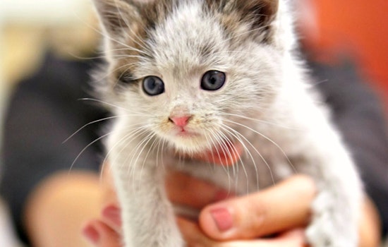 As 'Kitten Season' Dawns, SF Renews Efforts To Quell Feral Cats