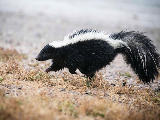 Skunk Funk: Cole Valley Homeowner Tests Unusual Pest Deterrent