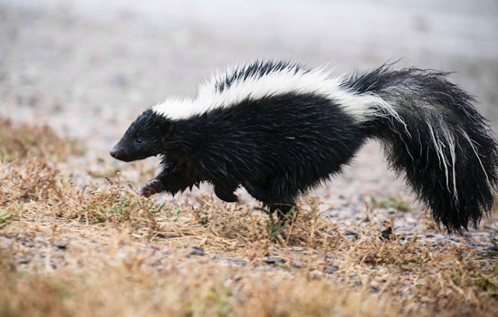 Skunk Funk: Cole Valley Homeowner Tests Unusual Pest Deterrent