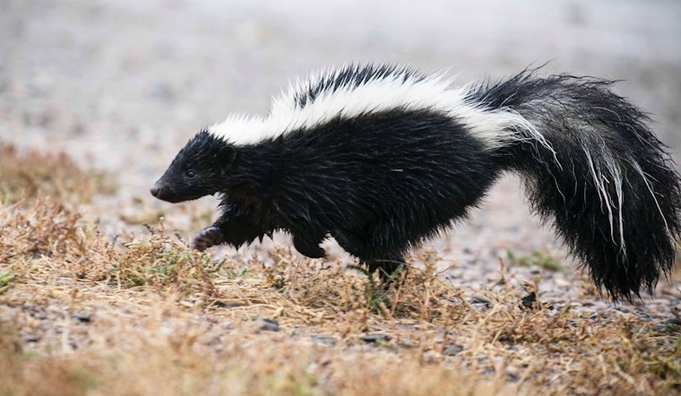 Skunk Funk: Cole Valley Homeowner Tests Unusual Pest Deterrent