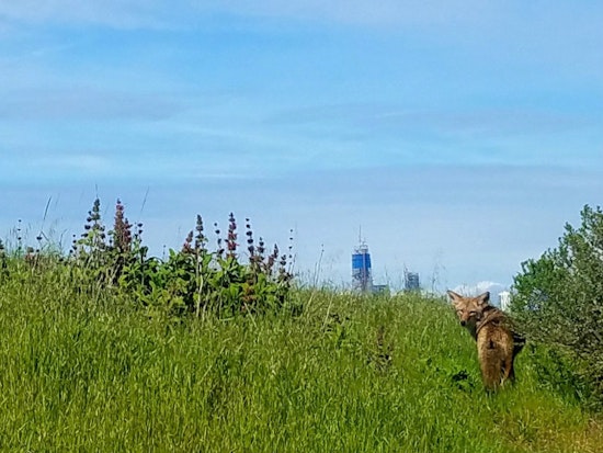 The Bernal Coyote Is Alive And Well And Enjoying Dry Weather