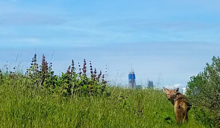 The Bernal Coyote Is Alive And Well And Enjoying Dry Weather