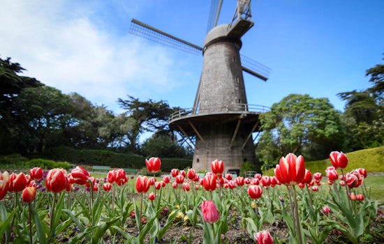 Getting To Know The Windmills Of Golden Gate Park