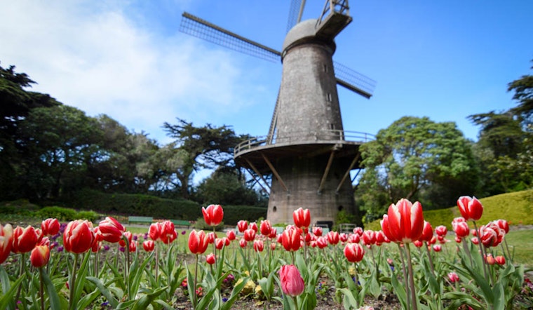 Getting To Know The Windmills Of Golden Gate Park
