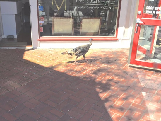 Spotted: Wild Turkey Roams The Streets Of The Castro, Causing Concern At Animal Control