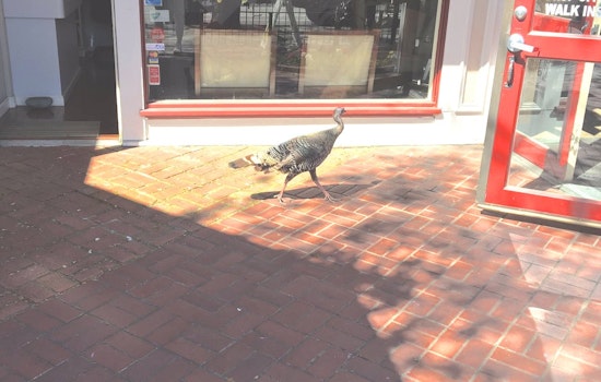 Spotted: Wild Turkey Roams The Streets Of The Castro, Causing Concern At Animal Control