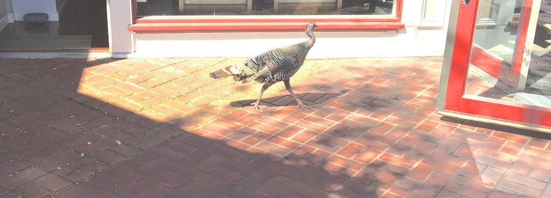 Spotted: Wild Turkey Roams The Streets Of The Castro, Causing Concern At Animal Control