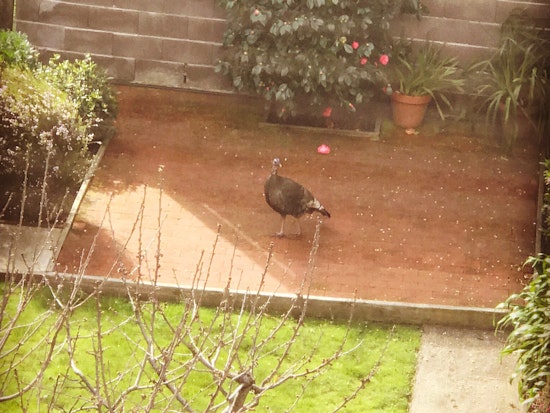 Wild Turkey Chase Through SF Streets, Backyards Comes To An End