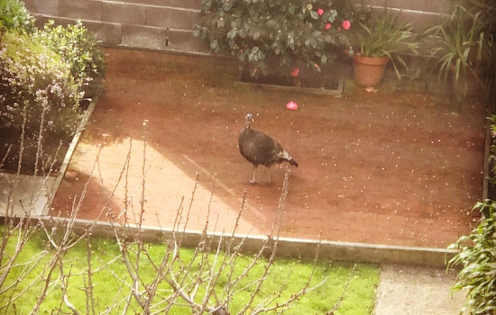 Wild Turkey Chase Through SF Streets, Backyards Comes To An End