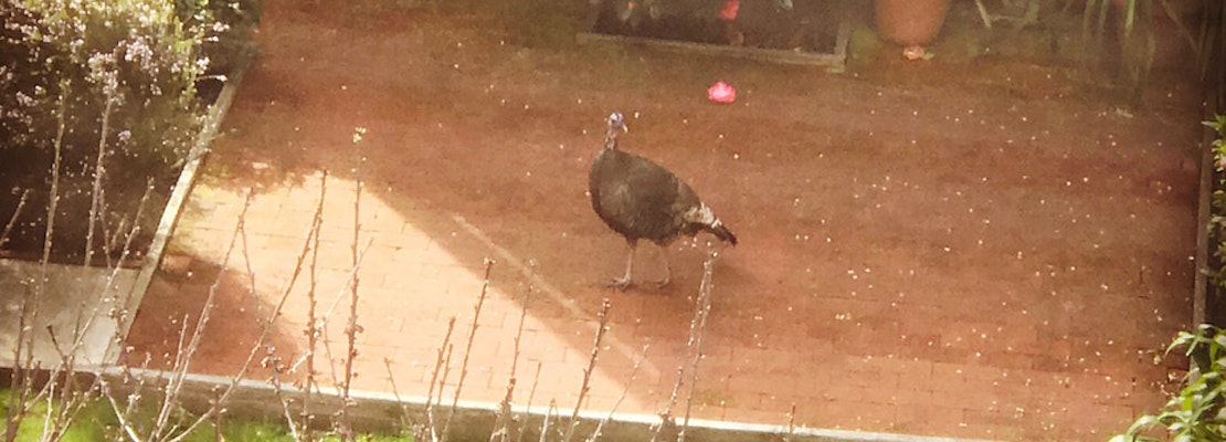Wild Turkey Chase Through SF Streets, Backyards Comes To An End