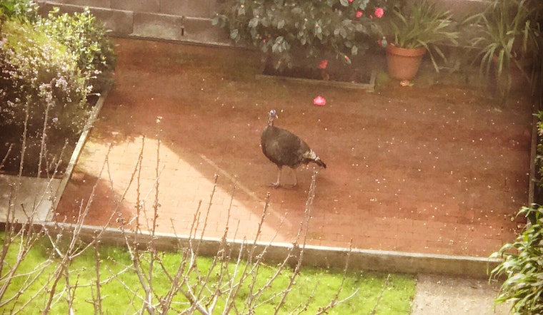 Wild Turkey Chase Through SF Streets, Backyards Comes To An End