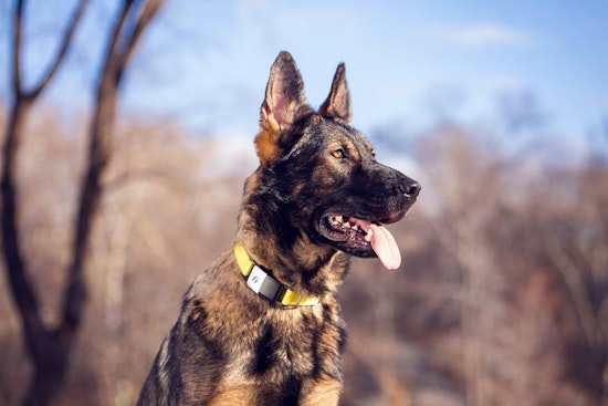 Smart dog collar maker Fi raises $7 million, plus more local investments
