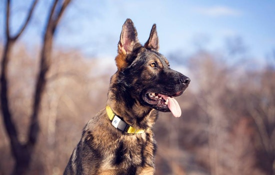 Smart dog collar maker Fi raises $7 million, plus more local investments