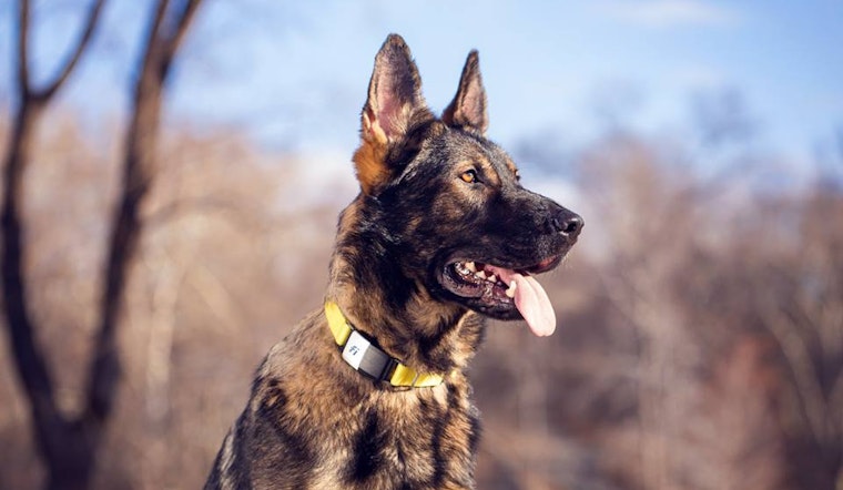 Smart dog collar maker Fi raises $7 million, plus more local investments