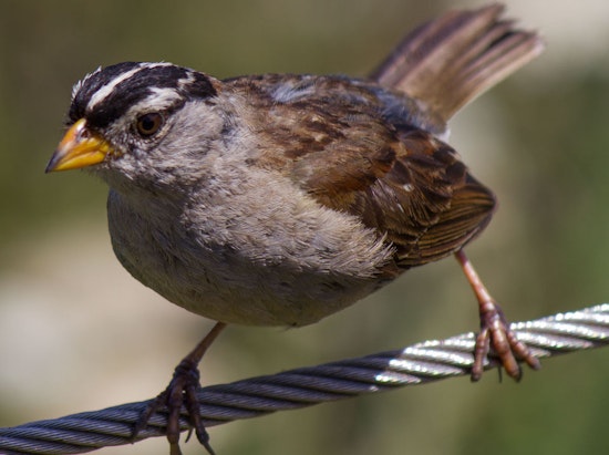 Volunteers Work To Restore Golden Gate Park's Diminishing Sparrow Population