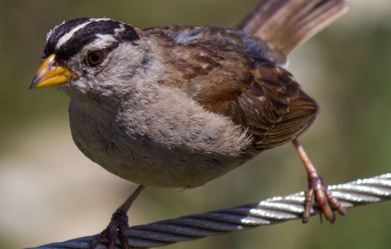 Volunteers Work To Restore Golden Gate Park's Diminishing Sparrow Population