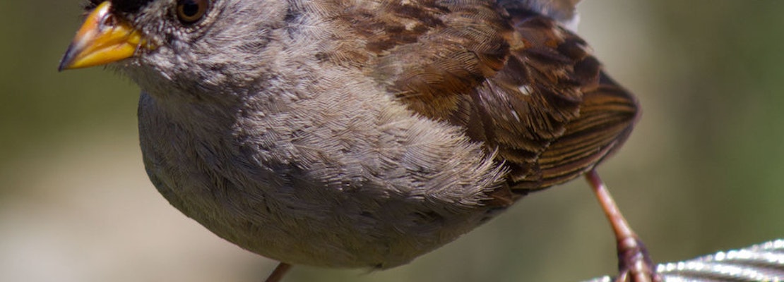 Volunteers Work To Restore Golden Gate Park's Diminishing Sparrow Population