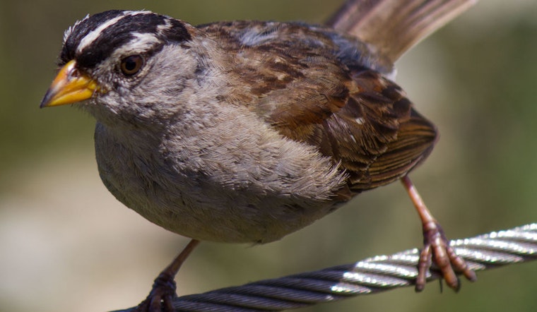 Volunteers Work To Restore Golden Gate Park's Diminishing Sparrow Population