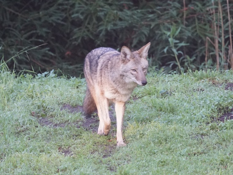 Coyote Found At Douglass Playground Died From Ingesting Rat Poisons