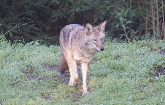 Coyote Found At Douglass Playground Died From Ingesting Rat Poisons