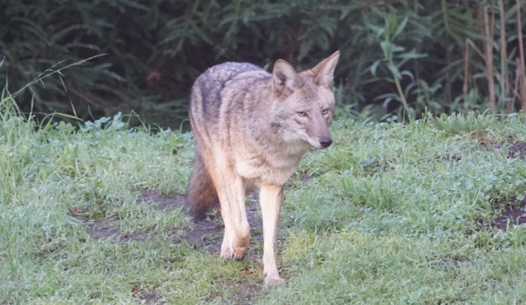 Coyote Found At Douglass Playground Died From Ingesting Rat Poisons