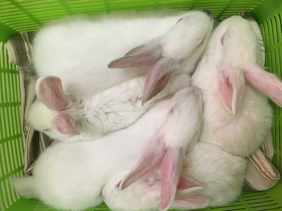 Over 40 Bunnies Up For Adoption, 2 Months After Being Rescued