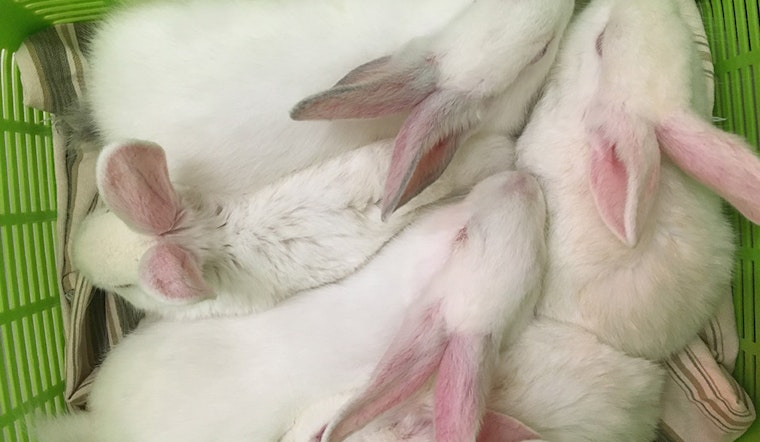 Over 40 Bunnies Up For Adoption, 2 Months After Being Rescued