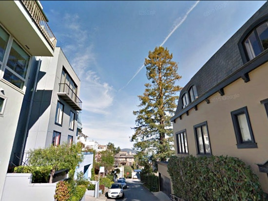 96-Year-Old Woman Wins Landmark Support For Russian Hill Redwood Tree