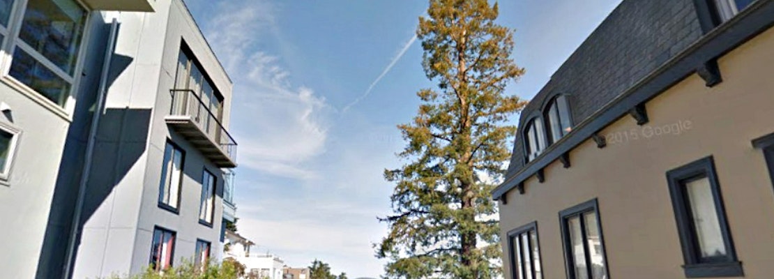 96-Year-Old Woman Wins Landmark Support For Russian Hill Redwood Tree