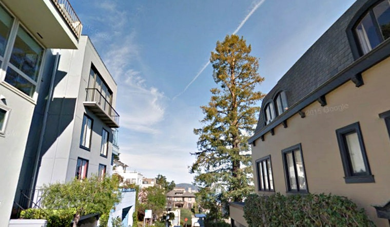 96-Year-Old Woman Wins Landmark Support For Russian Hill Redwood Tree