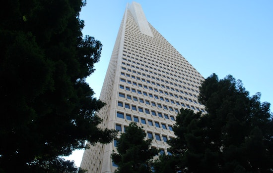 San Francisco's Nameless Giant: In Search Of The City's Tallest Tree