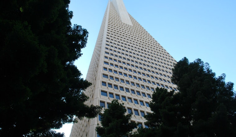 San Francisco's Nameless Giant: In Search Of The City's Tallest Tree