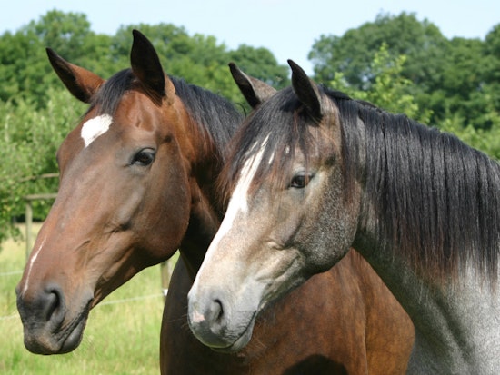 Saddle Up: City Pilots Guided Horse Rides In Golden Gate And McLaren Parks