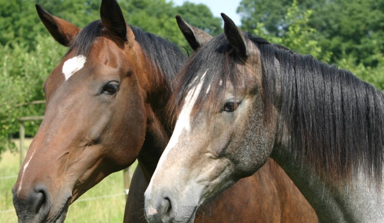 Saddle Up: City Pilots Guided Horse Rides In Golden Gate And McLaren Parks