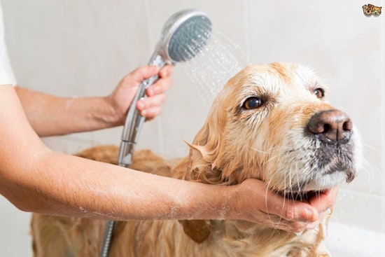 New pet groomer spot Collar & Comb now open in Hollywood