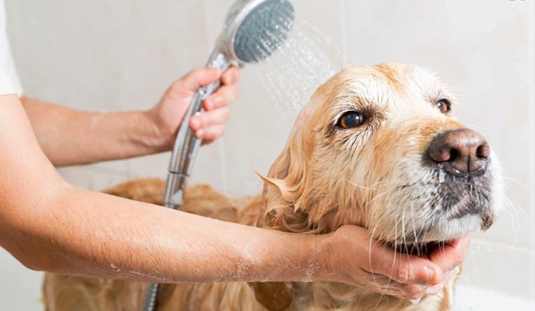 New pet groomer spot Collar & Comb now open in Hollywood