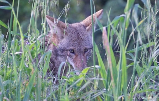 Bernal Coyote Scared But Safe After Close Call With Dog