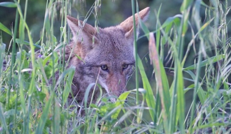 Bernal Coyote Scared But Safe After Close Call With Dog