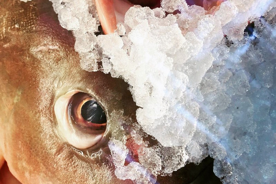 5 top spots for seafood in Indianapolis