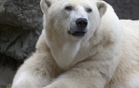 RIP: Uulu, Beloved Polar Bear At The San Francisco Zoo