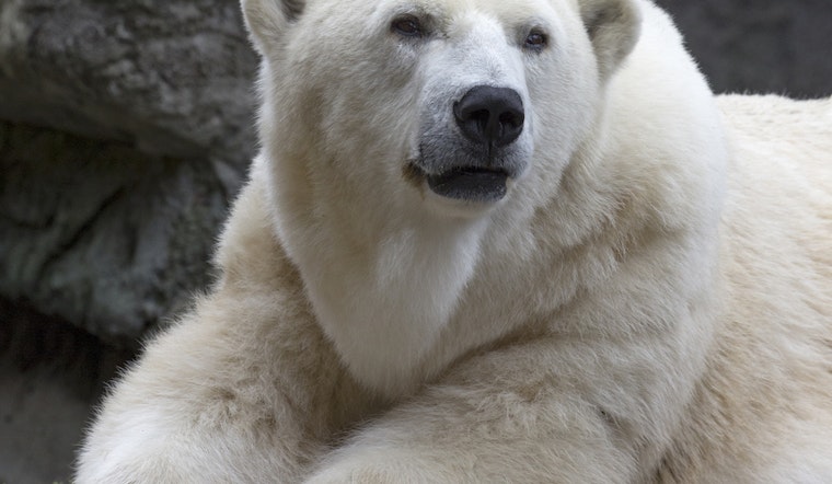 RIP: Uulu, Beloved Polar Bear At The San Francisco Zoo