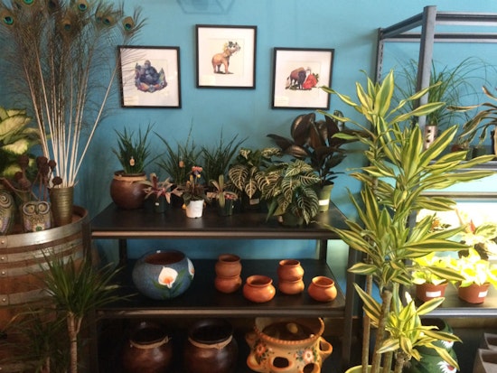 El Alacran opens shop, bringing plants and folk art to Haight Street